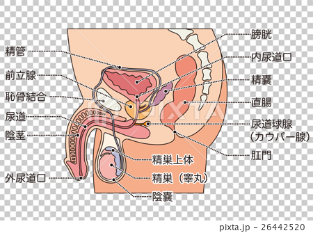 男性生殖器 断面図のイラスト素材