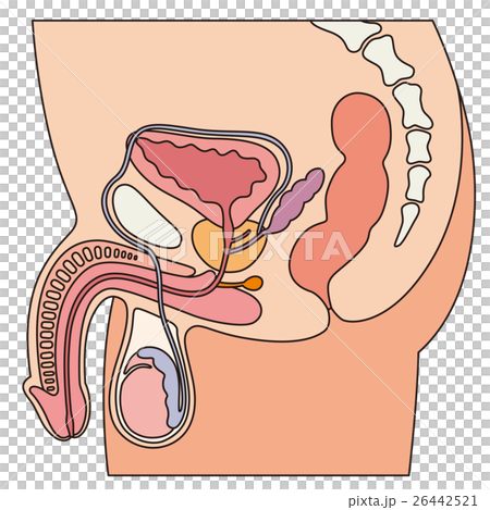 男性生殖器官科 26442521