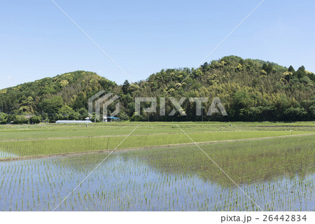 清澄養老ライン沿いの田園風景 26442834
