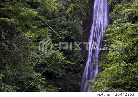 新緑の緑と洒水の滝 新緑の緑と洒水の滝 26442853