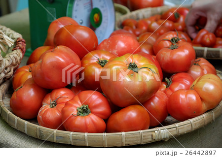 tomato fruit at safety agriculture fair tomato fruit at safety agriculture fair 26442897
