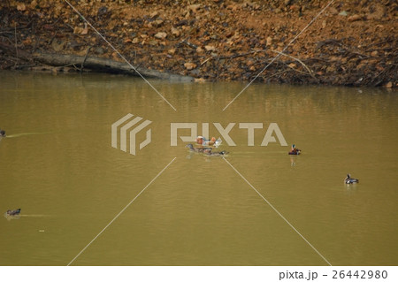 オシドリ オシドリ 26442980