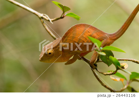 Parson's chameleon (Calumma parsonii) 26443116