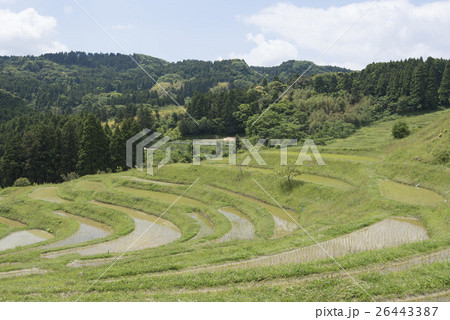 千葉県鴨川市/大山千枚田 千葉県鴨川市/大山千枚田 26443387