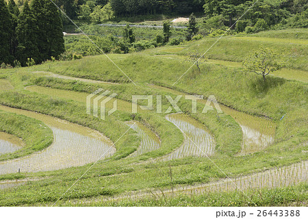 千葉県鴨川市/大山千枚田 千葉県鴨川市/大山千枚田 26443388