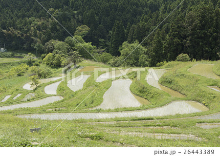 千葉県鴨川市/大山千枚田 千葉県鴨川市/大山千枚田 26443389