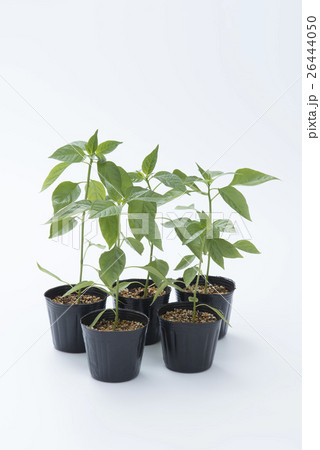 獅子唐の苗 獅子唐の苗 26444050