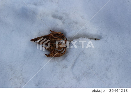 赤城覚満淵の落葉 赤城覚満淵の落葉 26444218