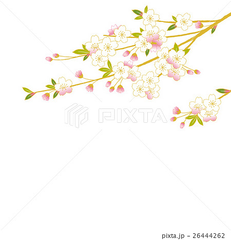 桜の枝 イラスト 桜の枝 イラスト 26444262
