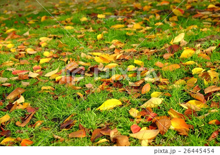 落葉の風景 26445454