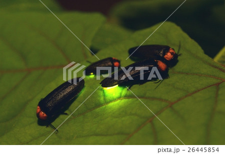 ゲンジボタルとヘイケボタル 26445854