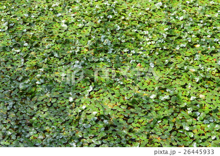 浮き草（弘前公園／青森県弘前市） 26445933