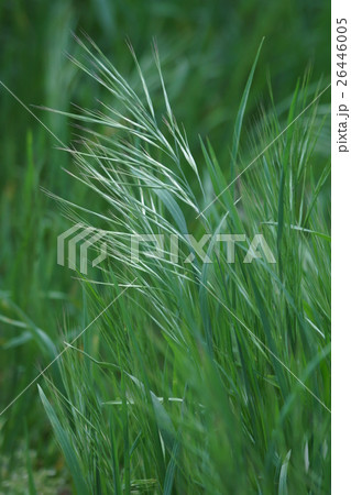 馬の茶挽　ウマノチャヒキと申します。 26446005