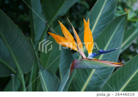 極楽鳥花 ストレリチア 花言葉は 万能 の写真素材