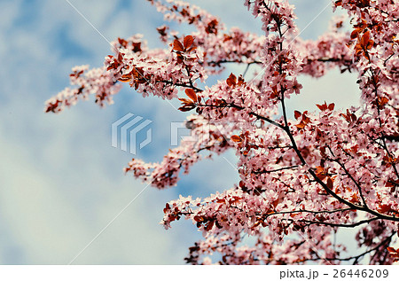 Spring Cherry blossoms 26446209