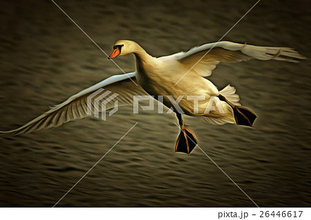 Flying Swan 26446617