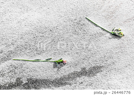 Flowers on snow-covered ice 26446776
