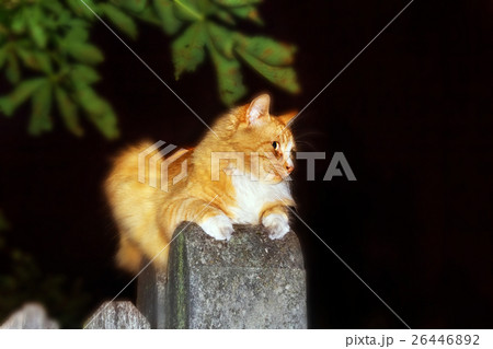 Street cat at night on fence Street cat at night on fence 26446892