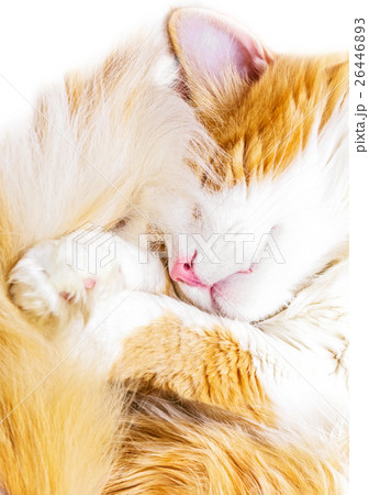 Sleeping red cat Sleeping red cat 26446893