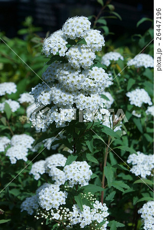 小手毬　花言葉は「品位」 26447196