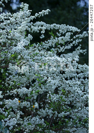 蜆花シジミバナ 花言葉は 控え目だが可愛らしい の写真素材