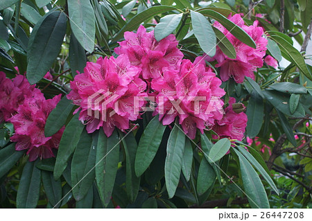 西洋石楠花 しゃくなげ 花言葉は 威厳 の写真素材