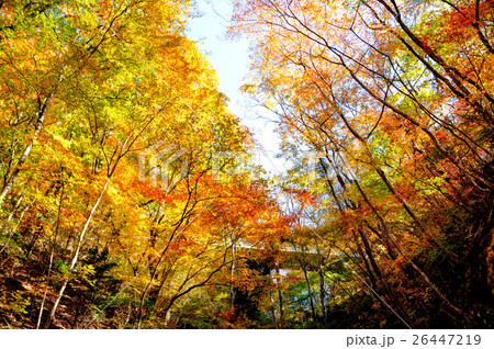 栃木県日光市 秋の龍王峡 紅葉 栃木県日光市 秋の龍王峡 紅葉 26447219