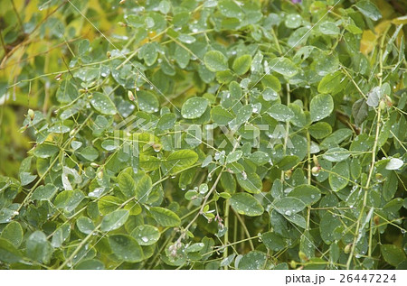 葉っぱ 水滴 草木 秋 雨 葉っぱ 水滴 草木 秋 雨 26447224