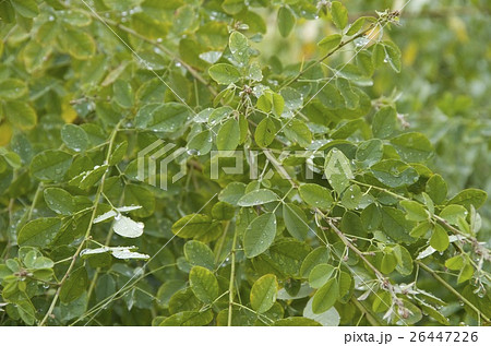葉っぱ　水滴　草木　秋　雨 26447226