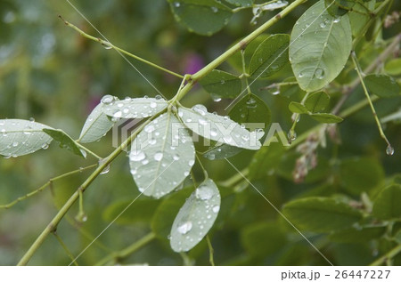 葉っぱ　水滴　草木　秋　雨 26447227