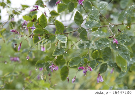 葉っぱ 水滴 草木 秋 雨 葉っぱ 水滴 草木 秋 雨 26447230