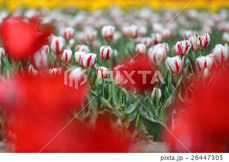 はむら花と水のまつり チューリップまつり 26447305