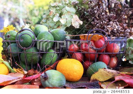 秋色のバスケット 秋色のバスケット 26448553