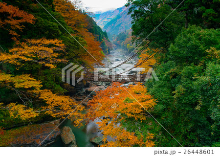 かずら橋と紅葉の写真素材