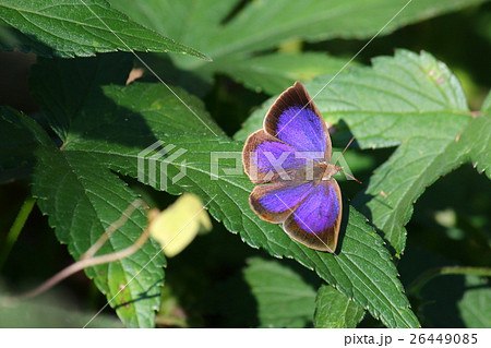 ムラサキシジミ♂ 26449085