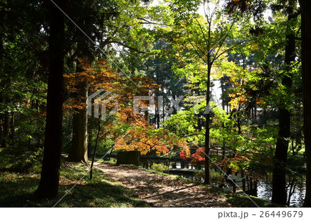 間々田神社の秋 間々田神社の秋 26449679