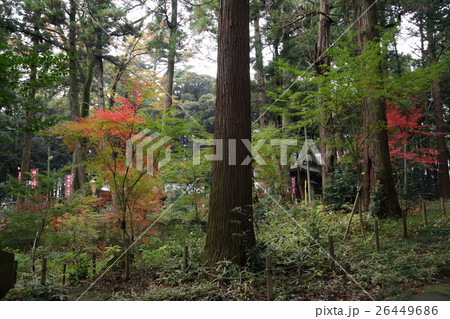 間々田神社の秋 間々田神社の秋 26449686
