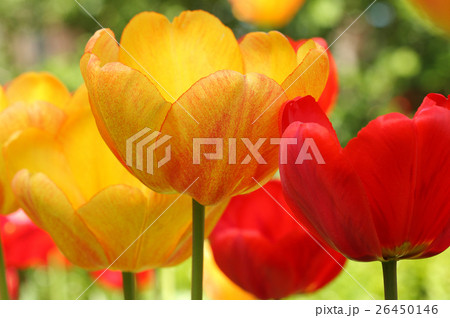 Spring flowers of  tulip on blurred background 26450146