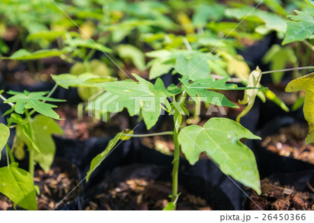 young papaya tree growth 26450366
