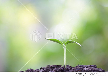 Growing sprout Growing sprout 26450598
