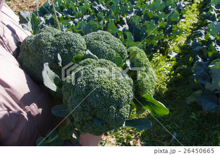 ブロッコリーの収穫 ブロッコリーの収穫 26450665