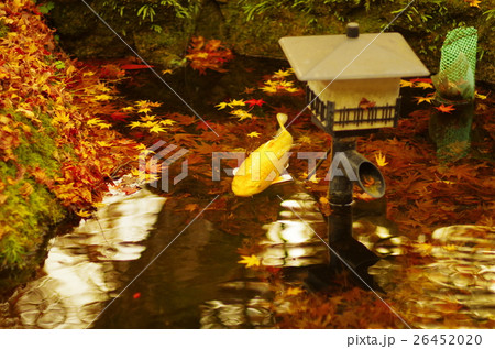蛙に紅葉 蛙に紅葉 26452020