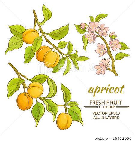 Apricot Vector Setのイラスト素材