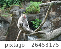 動物 動物学 動物園 26453175