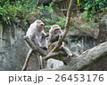 動物 動物学 動物園 26453176
