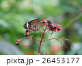 蝶 チョウ 蝴蝶 26453177