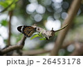 動物 動物学 昆虫 26453178