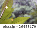 植物 工場 プランツ 26453179