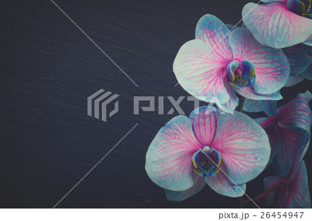 Bunch of violet orchids Bunch of violet orchids 26454947