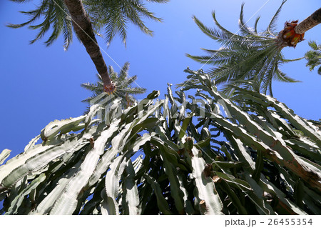 cactuses closeup in natural conditions cactuses closeup in natural conditions 26455354